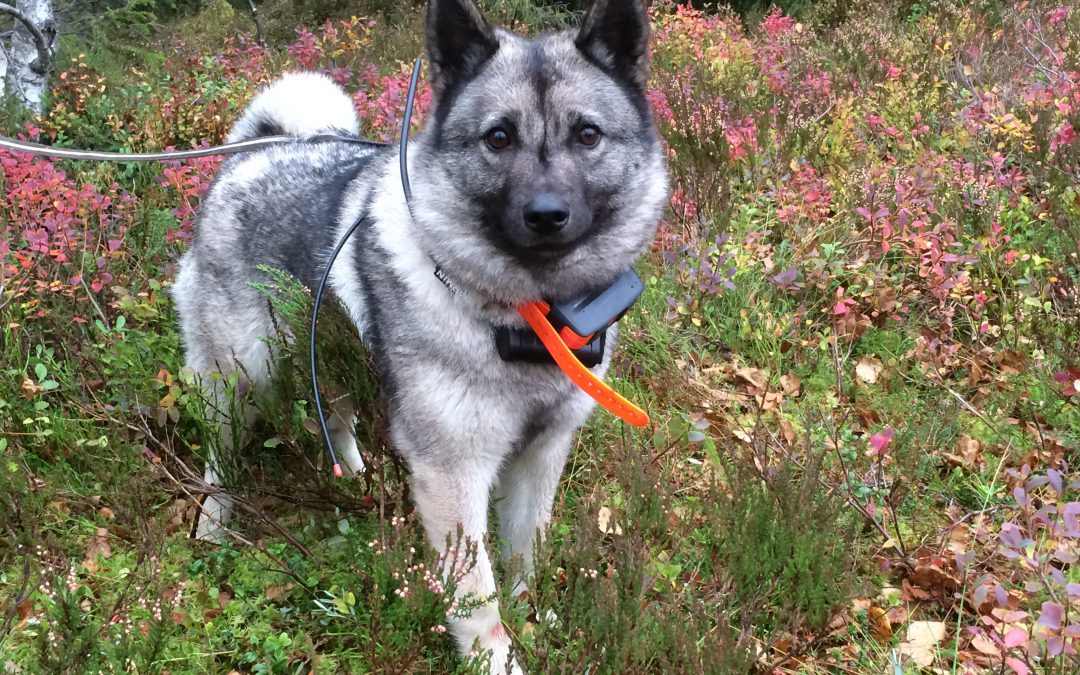 Resultater jaktprøver 2015- 2 dagers samlet løshundprøve